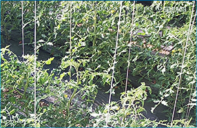 更多资源：https://cndti.cn/